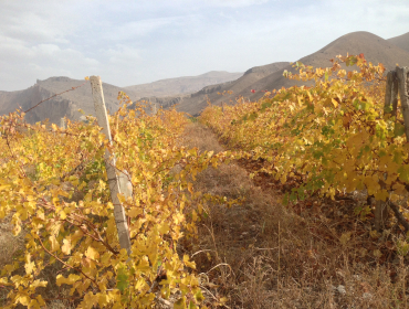 FINANCING PROGRAM FOR INDIVIDUAL GRAPE GROWERS IN VAYOTS DZOR