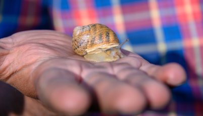 The first snail breeding farm was established in Armenia
