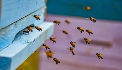 Բուժիչ մեղր՝ Սպիտակ մելիլոտուսից. նոր մշակույթ հայկական մեղվապահության մեջ